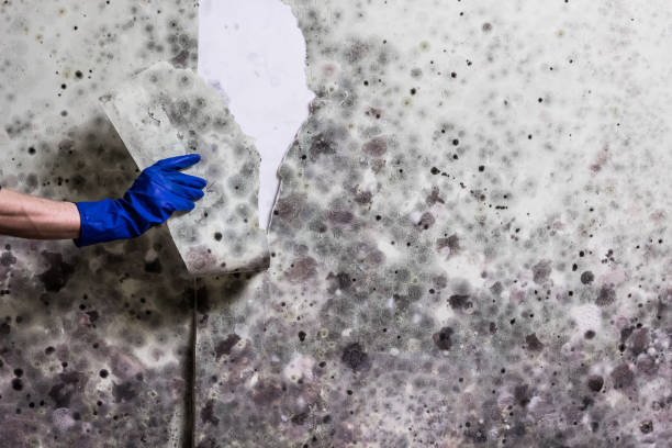 Best Commercial Mold Remediation in Chester, NY